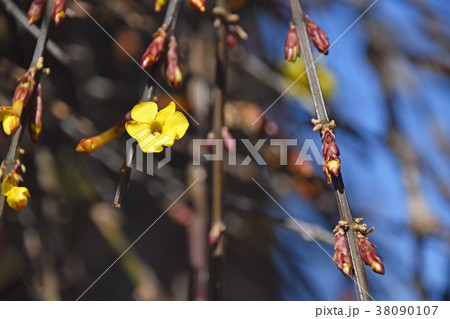 オウバイ（黄梅） 38090107