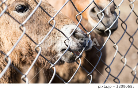 A horse behind a metal fence A horse behind a metal fence 38090683