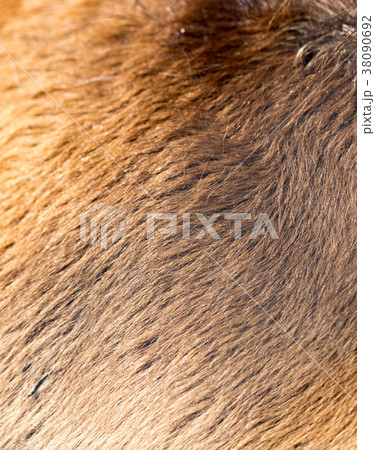 The horse's fur as a background The horse's fur as a background 38090692
