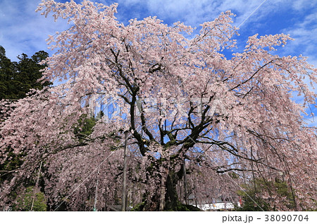 長野・飯田 「麻績の里舞台桜」 38090704