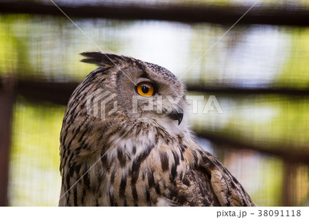 Portrait of an eagle owl at the zoo Portrait of an eagle owl at the zoo 38091118