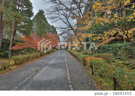 maple leave at the main road Nison inTemple 38091455