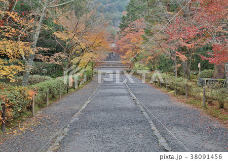 maple leave at the main road Nison inTemple maple leave at the main road Nison inTemple 38091456