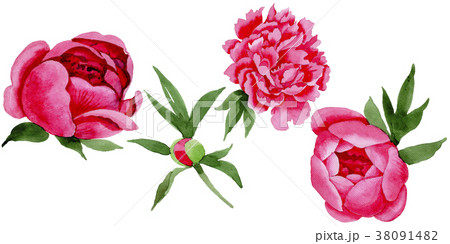 Wildflower red peonies flower in a watercolor Wildflower red peonies flower in a watercolor 38091482