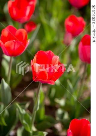 Beautiful red tulips in nature 38091930