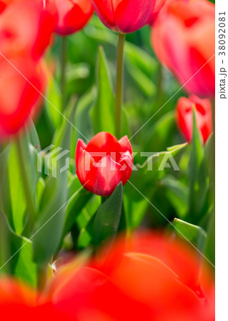 Beautiful red tulips in nature 38092081