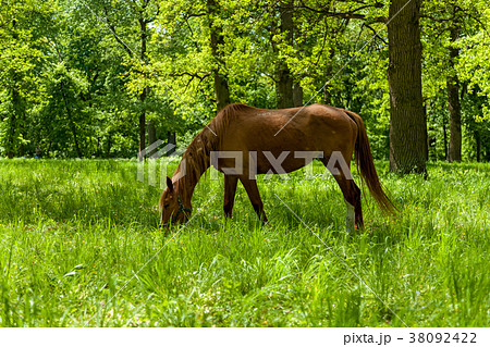 The horse eating the green grass  38092422