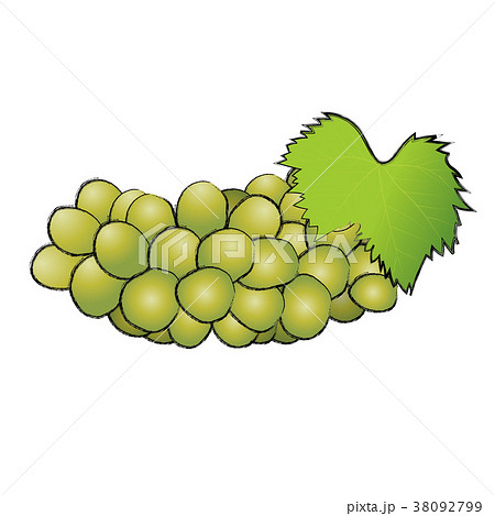 緑のブドウのイラスト 葡萄の実 マスカット 手描き風イラスト 墨絵 ベクターデータのイラスト素材