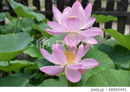弥生の森 弥生の森 38093441