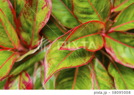 Multiple colors leave detail vivid red and green Multiple colors leave detail vivid red and green 38095008