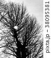 樹形 38095381