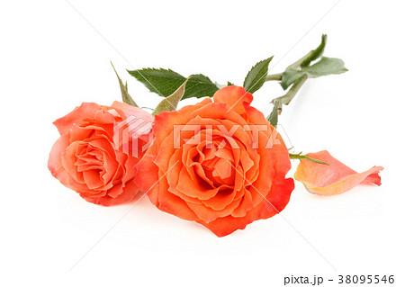 Coral roses on white. Coral roses on white. 38095546