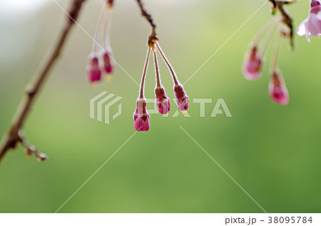 つぼみ　桜　しだれ桜 38095784