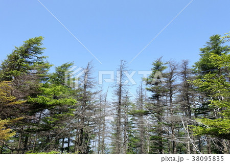 立ち続ける枯れ木 38095835