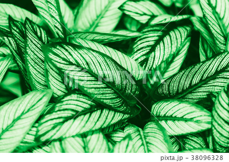 tropical green leaf greenary leaves texture nature tropical green leaf greenary leaves texture nature 38096328