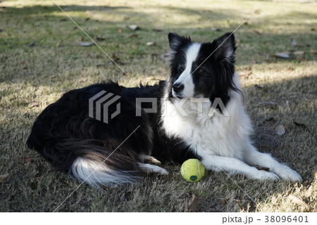 犬 狗 わんこ 38096401