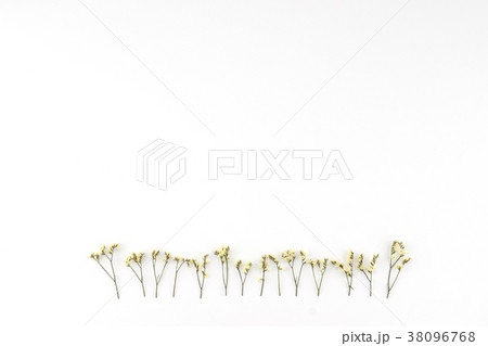 Yellow limonium caspia flowers on white  38096768