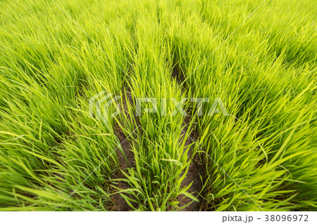 Green Young Rice Field Paddy. Bali, Indonesia. 38096972