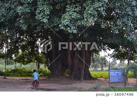 インド ガヤ(ブッタガヤ)のトトロの木 インド ガヤ(ブッタガヤ)のトトロの木 38097496
