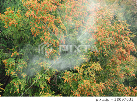 杉花粉-19382 38097633