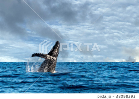 humpback whale breaching 38098293