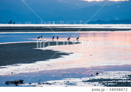 凍てつく安曇川と琵琶湖の夜明け 凍てつく安曇川と琵琶湖の夜明け 38098672
