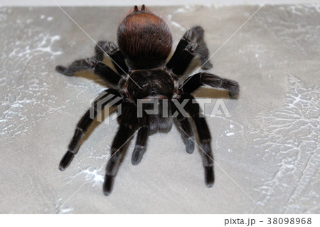 tarantula sits on a beautiful background 38098968