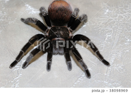 tarantula sits on a beautiful background 38098969