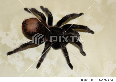 Spider tarantula Brachypelma albopilosum 38098978