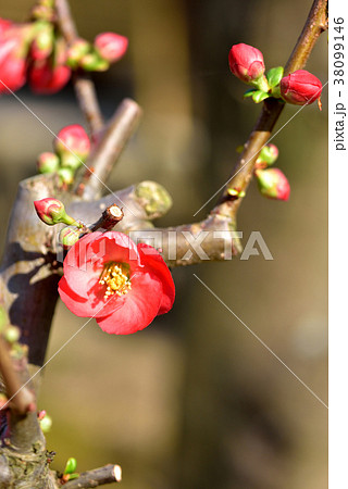 ボケの花咲く　立春イメージ　早春イメージ　春の訪れ　品種：（国華） 38099146