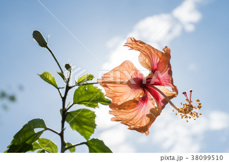 Orange hibiscus with back light on sun 38099510