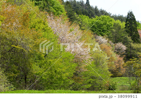 里山の春 里山の春 38099911