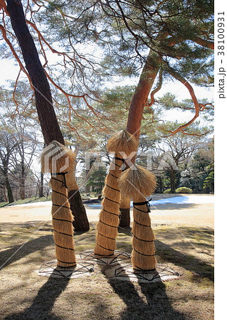 冬の庭園　ソテツの菰巻き 38100931