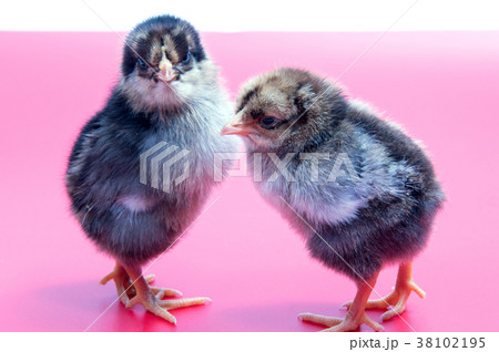 Yellow chickens looking at one black isolated  38102195