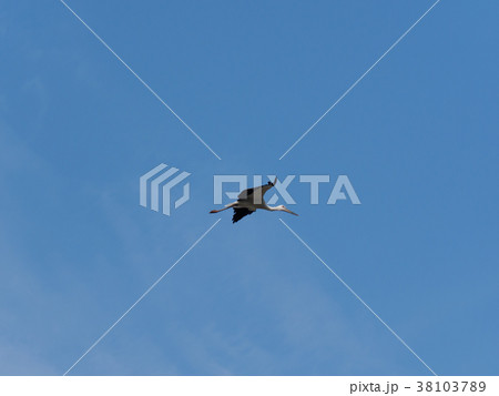 大空を舞うこうのとり　天然記念物指定のコウノトリ　人工飼育された鴻鳥 38103789