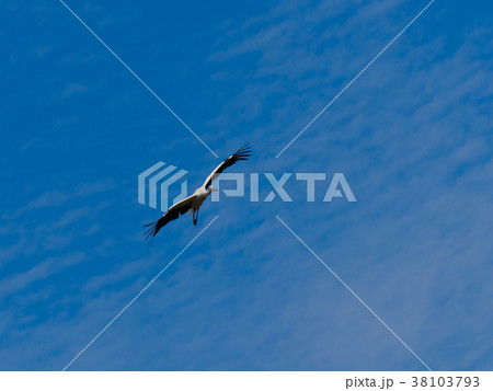 大空を舞うこうのとり　天然記念物指定のコウノトリ　人工飼育された鴻鳥 38103793