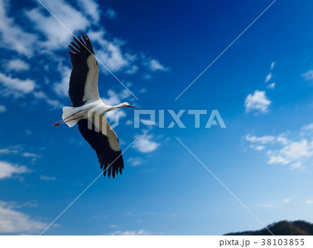 大空を舞うこうのとり 天然記念物コウノトリ 人工繁殖された鴻鳥 大空を舞うこうのとり 天然記念物コウノトリ 人工繁殖された鴻鳥 38103855