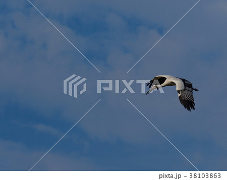 大空を舞うこうのとり　天然記念物コウノトリ　人工繁殖された鴻鳥 38103863