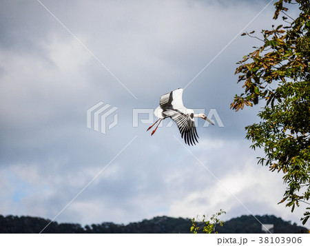 大空を舞うこうのとり 天然記念物指定のコウノトリ 人工飼育された鴻鳥 大空を舞うこうのとり 天然記念物指定のコウノトリ 人工飼育された鴻鳥 38103906