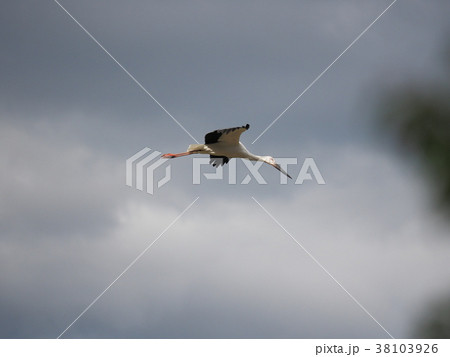 大空を舞うこうのとり　優雅舞うコウノトリ　人工飼育された鴻鳥 38103926