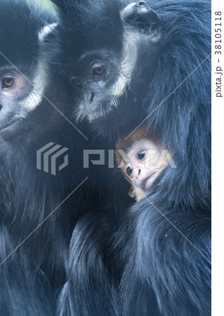 フランソワルトン 黒い両親とオレンジ色の赤ちゃん フランソワルトン 黒い両親とオレンジ色の赤ちゃん 38105118