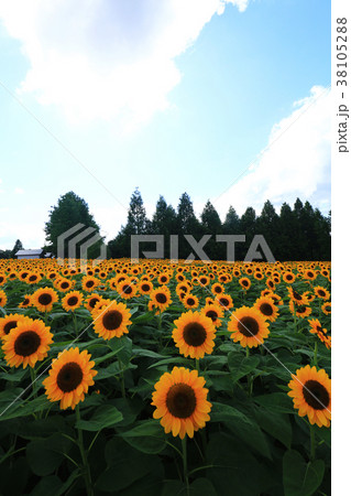 ひまわり畑5973 38105288