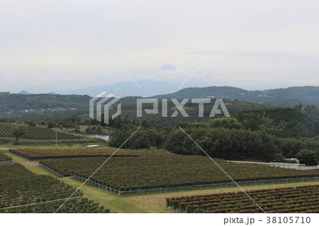 中伊豆ワイナリーシャトーとぶどう畑 38105710