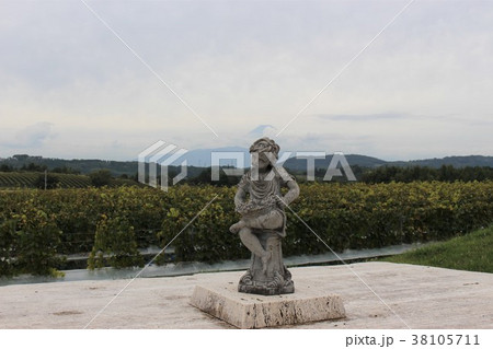 中伊豆ワイナリーシャトーとぶどう畑 38105711