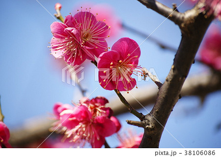 紅梅 紅梅 38106086