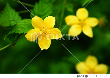 ヤマブキの花 38106802