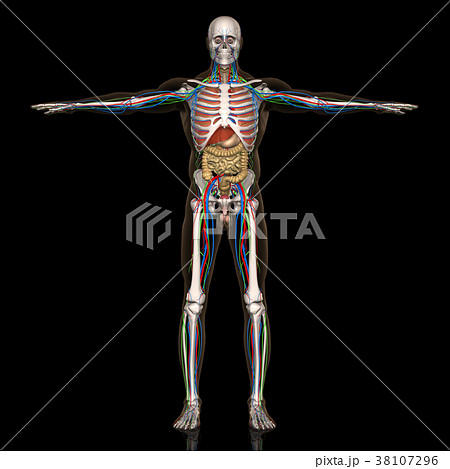 人体解剖図 男性 のイラスト素材