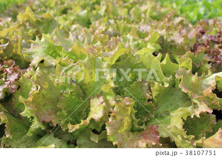 野菜_サニーレタス 野菜_サニーレタス 38107751
