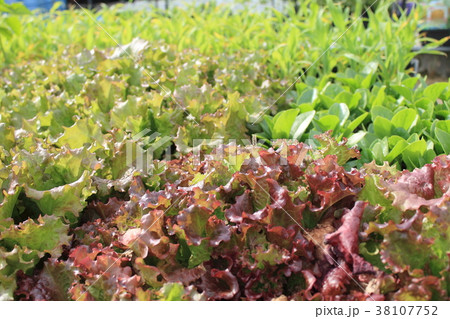 野菜_サニーレタス 野菜_サニーレタス 38107752