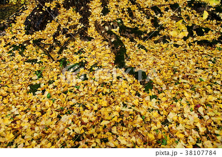 上日寺のイチョウの落ち葉 38107784